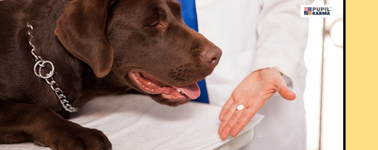 Nie podawaj leków na własną rękę. Zdjęcie psa u weterynarza. Weterynarz wyciąga do psa dłoń z tabletką. Po prawej zółty pas i logo pupilkarma. 